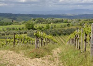 vineyards