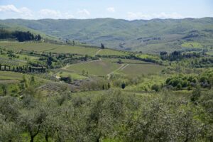 vineyards