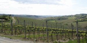 vineyards