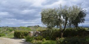 olive trees
